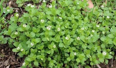 Tratamento da artrose do joelho em casa